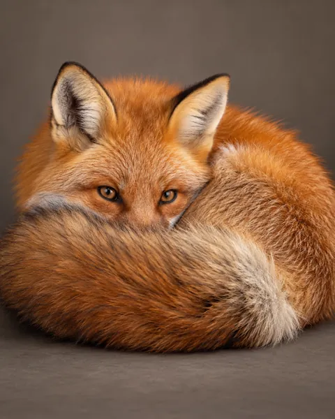 Curled-up Red Fox · Studio Portrait