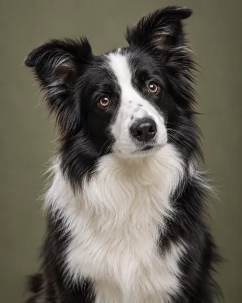 Border Collie · Studio Portrait