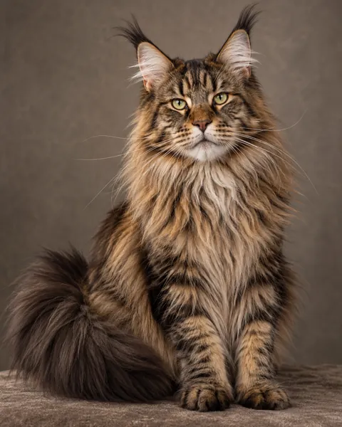 Maine Coon · Studio Portrait
