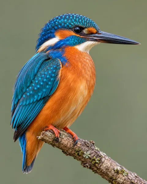 Kingfisher on a Branch · Studio Portrait