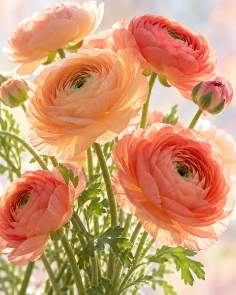 Ranunculus Bouquet · Pastel Backlight
