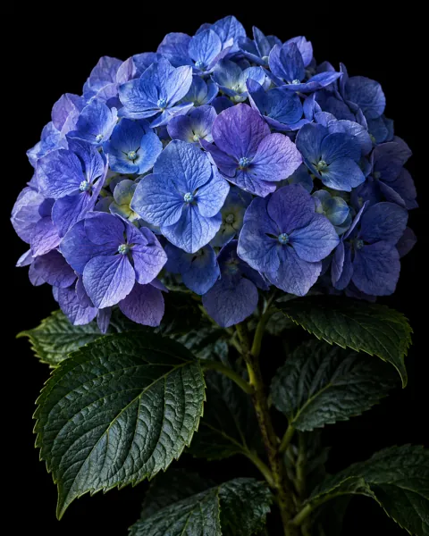 Hydrangea Cluster · Dark Still Life