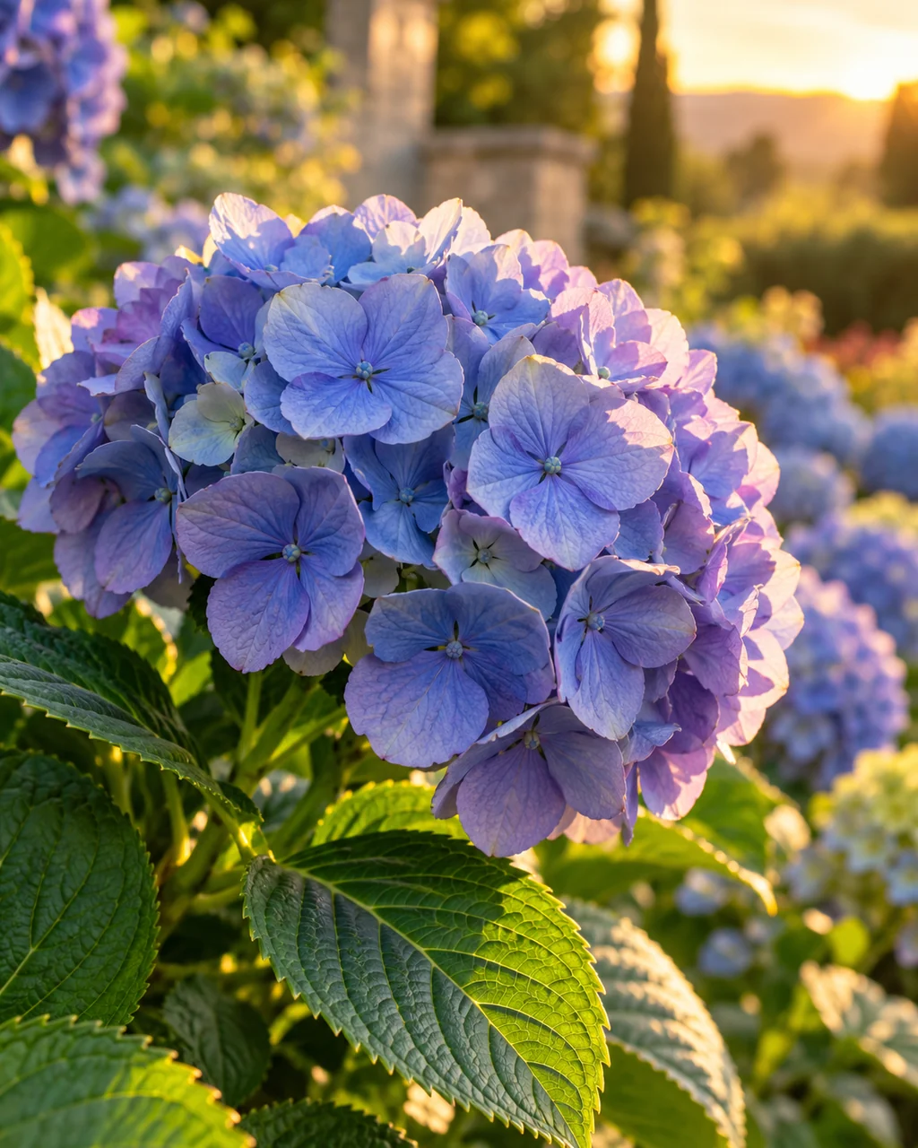 Hydrangea Cluster · Garden Golden Hour