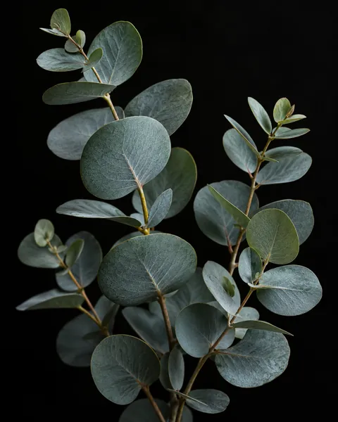 Eucalyptus Sprigs · Dark Still Life