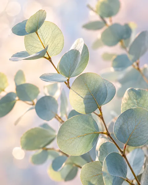 Eucalyptus Sprigs · Pastel Backlight