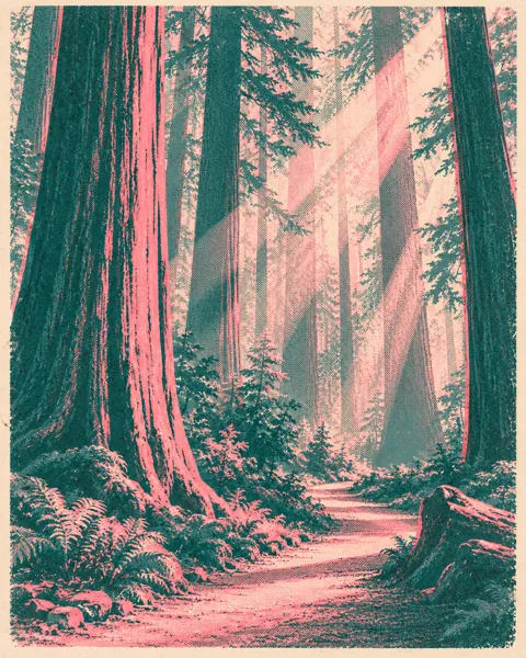Redwood Forest Trail · Risograph Print